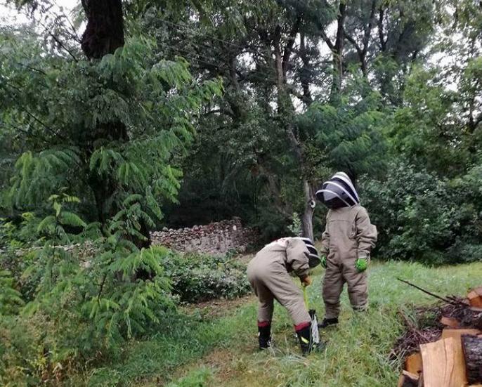 Kolejna walka z szerszeniami