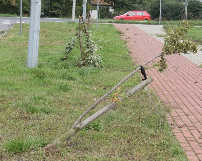 Kto połamał drzewka?