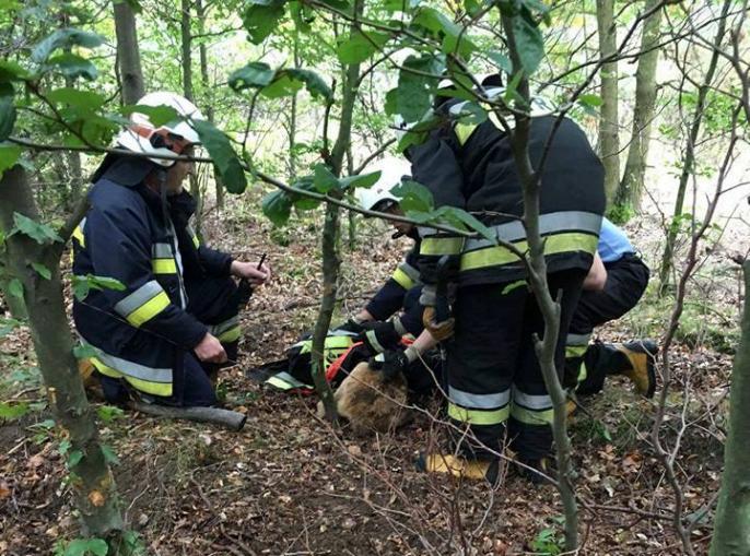 Strażacy z pomocą … sarnie