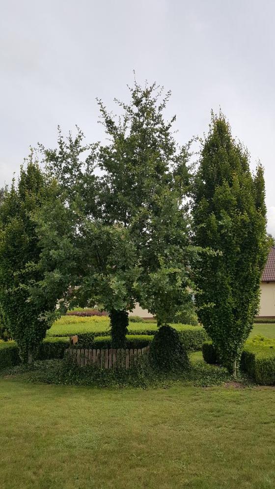 Wyjątkowo ważne drzewo