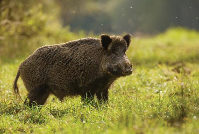 Apel – nie dziel się z dzikiem!