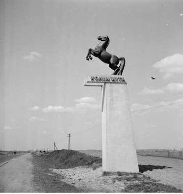 Konin, którego nie ma – Koń na rogatce