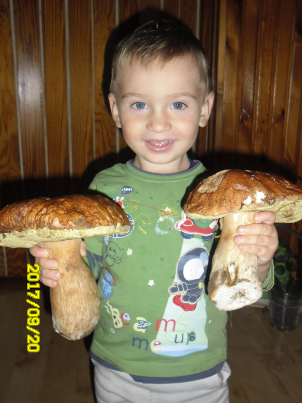 Rozstrzygnięcie konkursu fotograficznego – Na grzyby