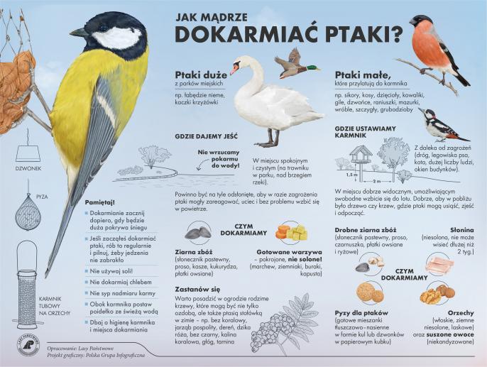 Jak dokarmiać ptaki – poradnik