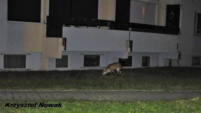 Lis, już po Wigilii, więc nic nie powiedział