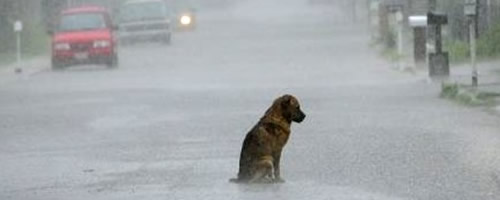 Apel Towarzystwa Opieki nad Zwierzętami