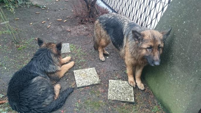 Przybłąkały się – kto poznaje ?