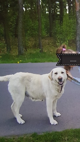 ZNÓW ZAGINĄŁ PIES