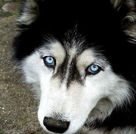 Zaginęła niebieskooka Tajga