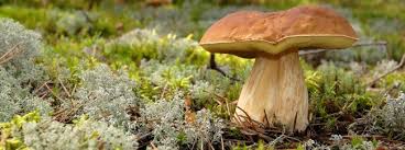 Motywy zdobnicze sposobem na promocję