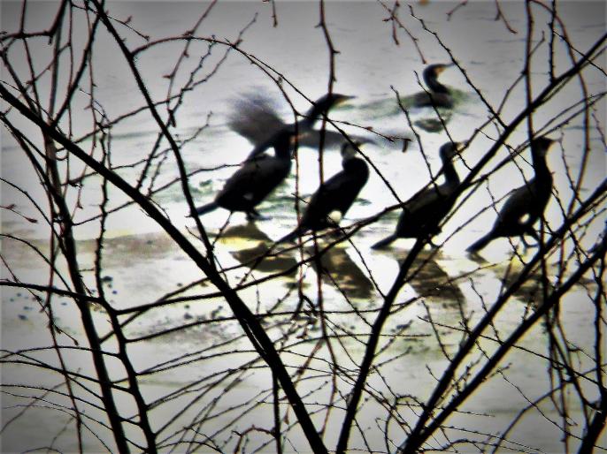 Gościnnie w Koninie