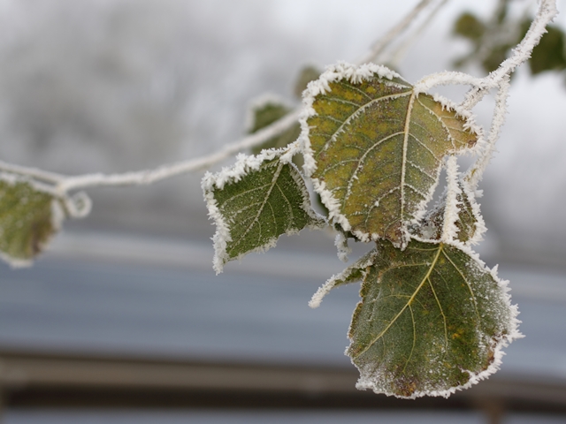 Las –  pory roku w obiektywie