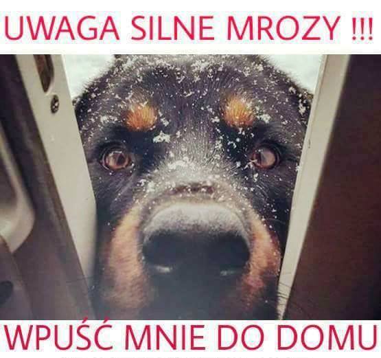 Silne mrozy – pamietaj o zwierzętach