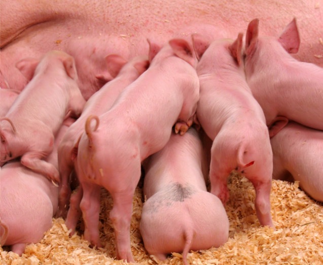 WIELKOPOLSKA IZBA ROLNICZA APELUJE