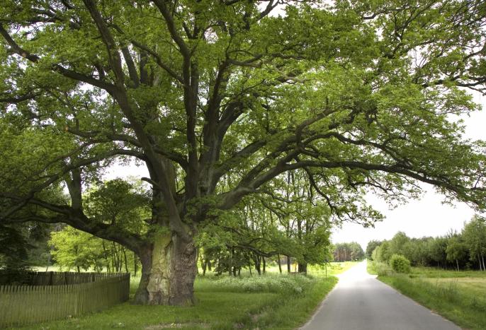 Czy Bartek zostanie Polskim Drzewem Roku 2018?