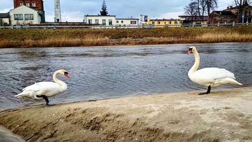 Na bulwarach w dzień marcowy …