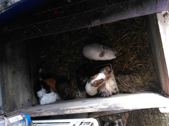 Przeżyły gehennę, teraz są bezpieczne