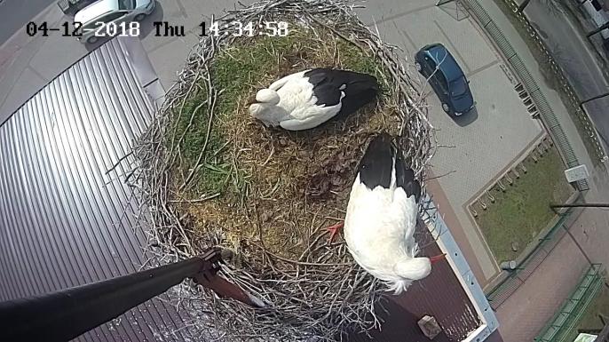 Pamiętacie Władusia ?