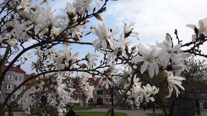 Magnolie na Placu Zamkowym