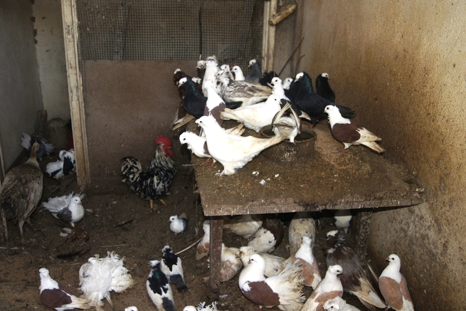 Nielegalna hodowla zwierząt