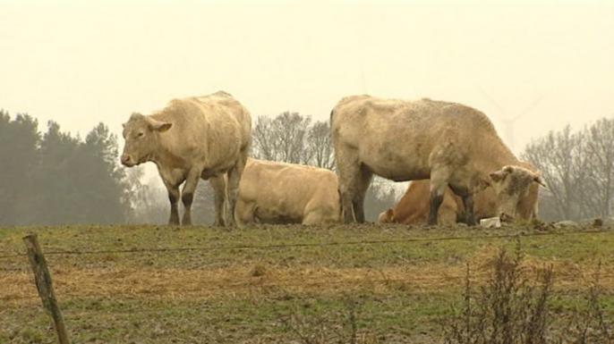 Uwaga! Kradzieże bydła !