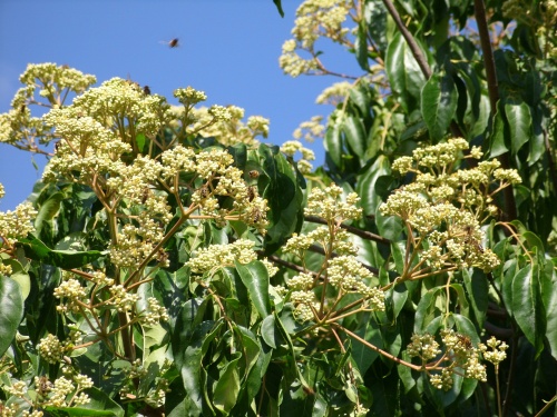 W Wielkopolsce przybędzie ponad 23 tysiące drzew…i to nie byle jakich