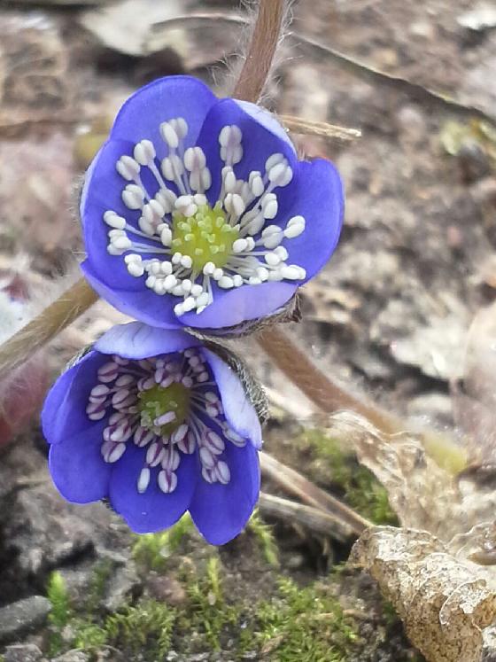 Wiosna wiosna wiosna, w końcu jest!