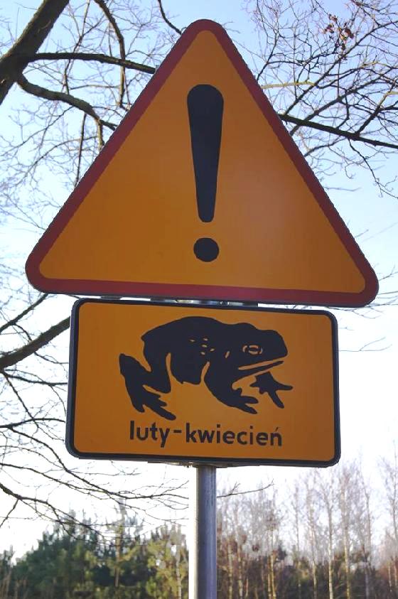 Żaba na drodze!