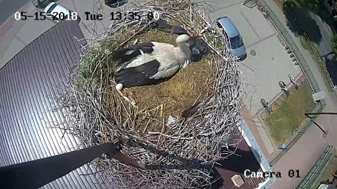 Właduś i Sławka mają pierwsze , bocianie piskle !