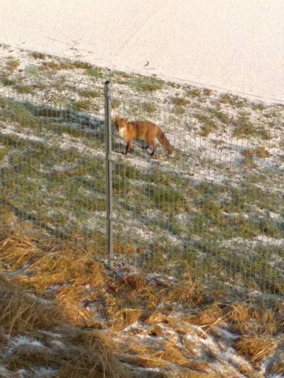 Czytelnicy piszą – Lisy na V Osiedlu