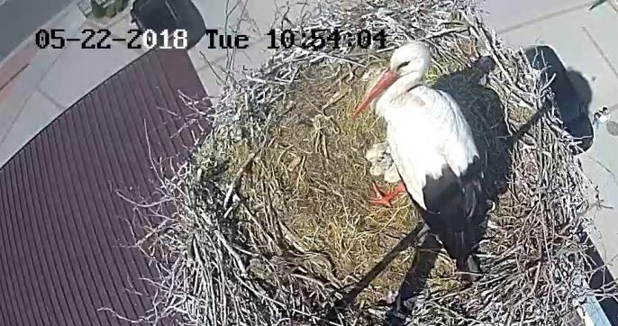 U Władusia już cała rodzinka