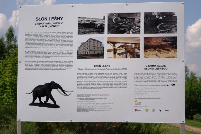 Kleczew na szlaku słonia leśnego