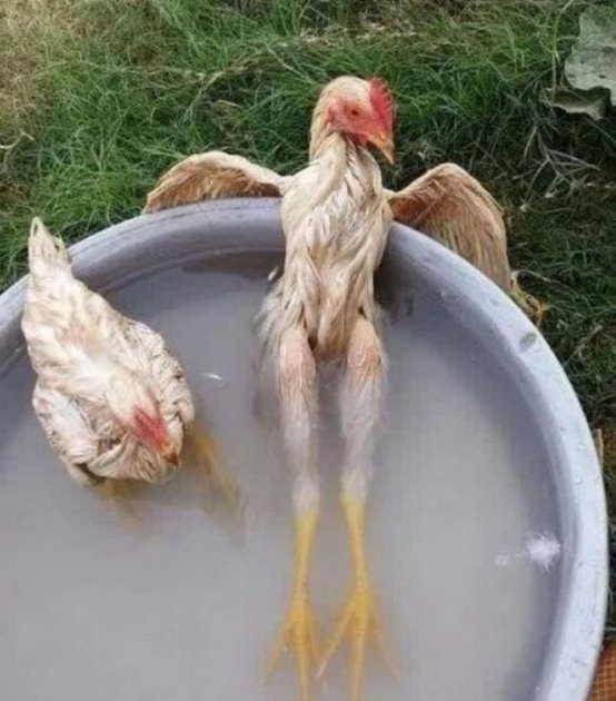 KOMUNIKAT OSTRZEGAWCZY/ Upał