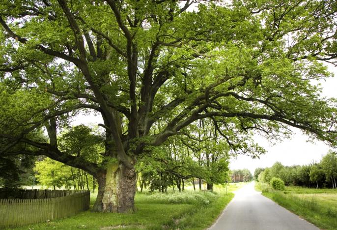Dąb Bartek z Kotwasic reprezentuje nasze Województwo