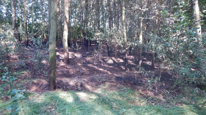 Pożar lasu w Kiełczewku