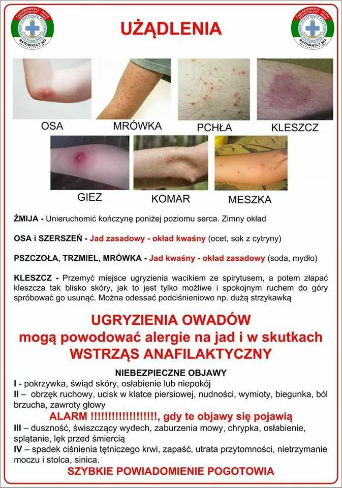 Nie wszystkie owady to motyle…