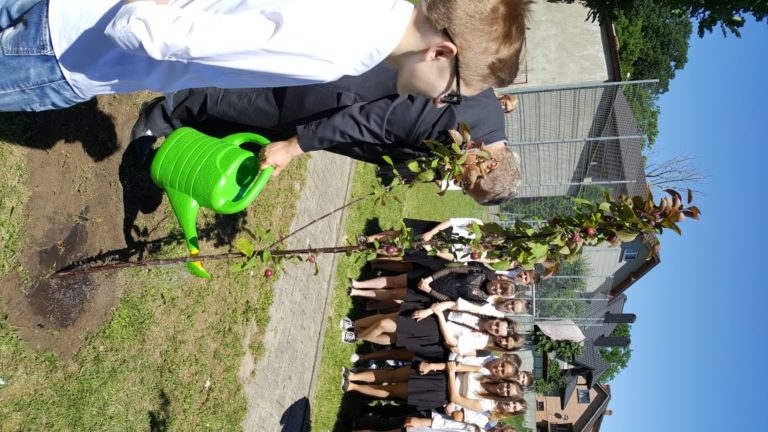 25 tysięcy drzew dla pszczół