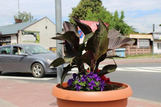 Kto niszczy zieleń miejską w Kole?