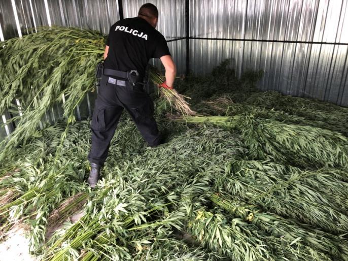 Zlikwidowana plantacja konopi