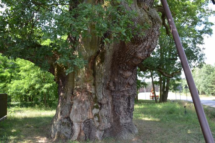 Drzewo Roku 2018 – wybrane. Bartek na 4 miejscu.