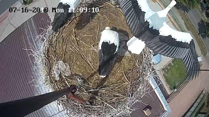 Jak te dzieci nam rosną…