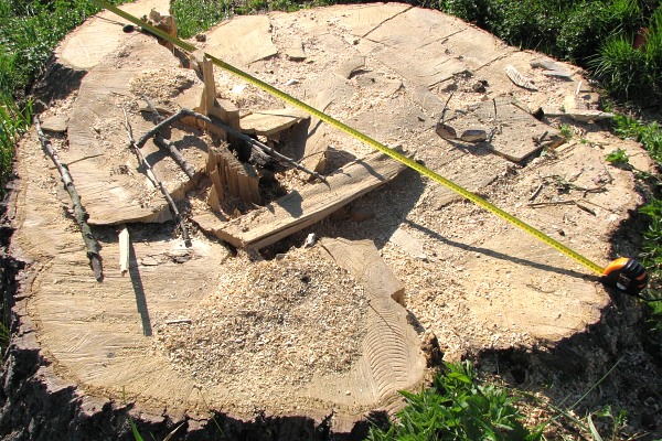 Wycięto aleję drzew