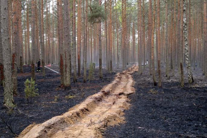 Płonął las koło Rumina