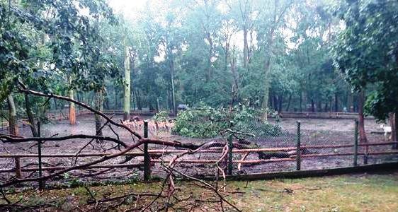 Park Chopina po nawałnicy – Szczęście, że nikomu nic się nie stało…