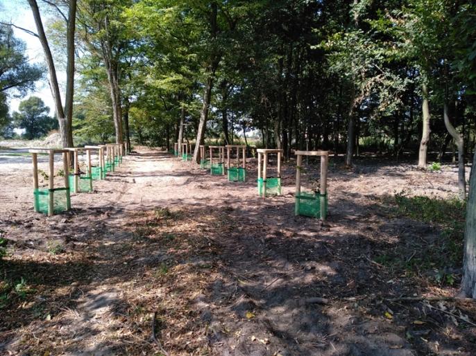 Park w Ratyniu – reaktywacja