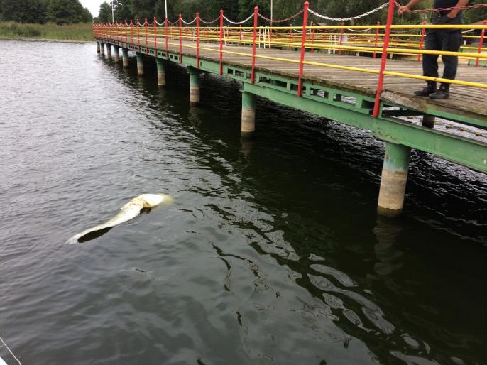 Foto – pstryk – Zabita śrubą