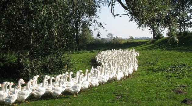 Rekord Konińskiego Budżetu Obywatelskiego