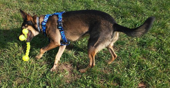 Koło już także ma swój Pupiland!