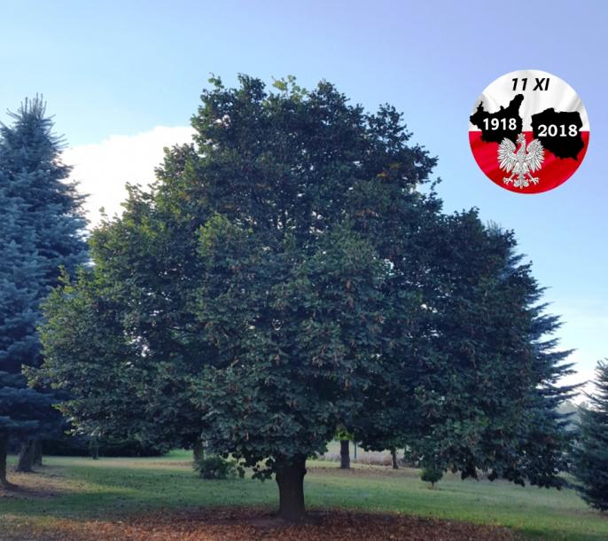 Drzewa Niepodległości dla Słupczan rocznik 2018