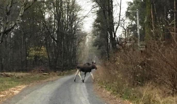 Taki sobie spacerek w Adamowie